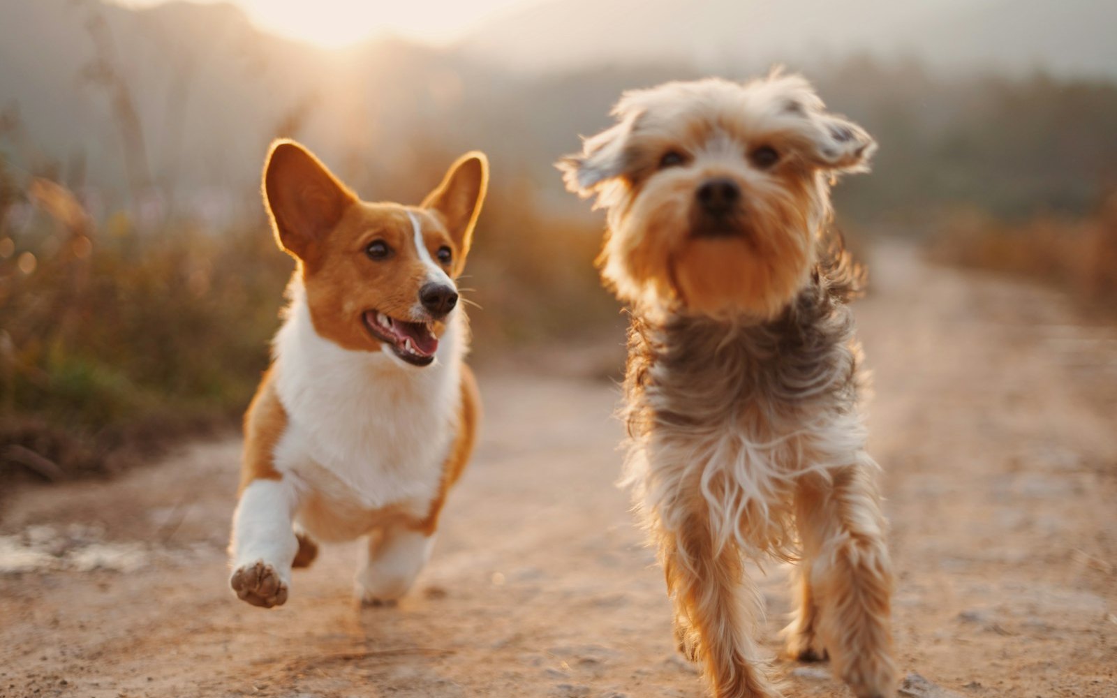 Snooza Buying Guide: Measuring Australian Dog Beds From the Cheltenham Factory Shop
