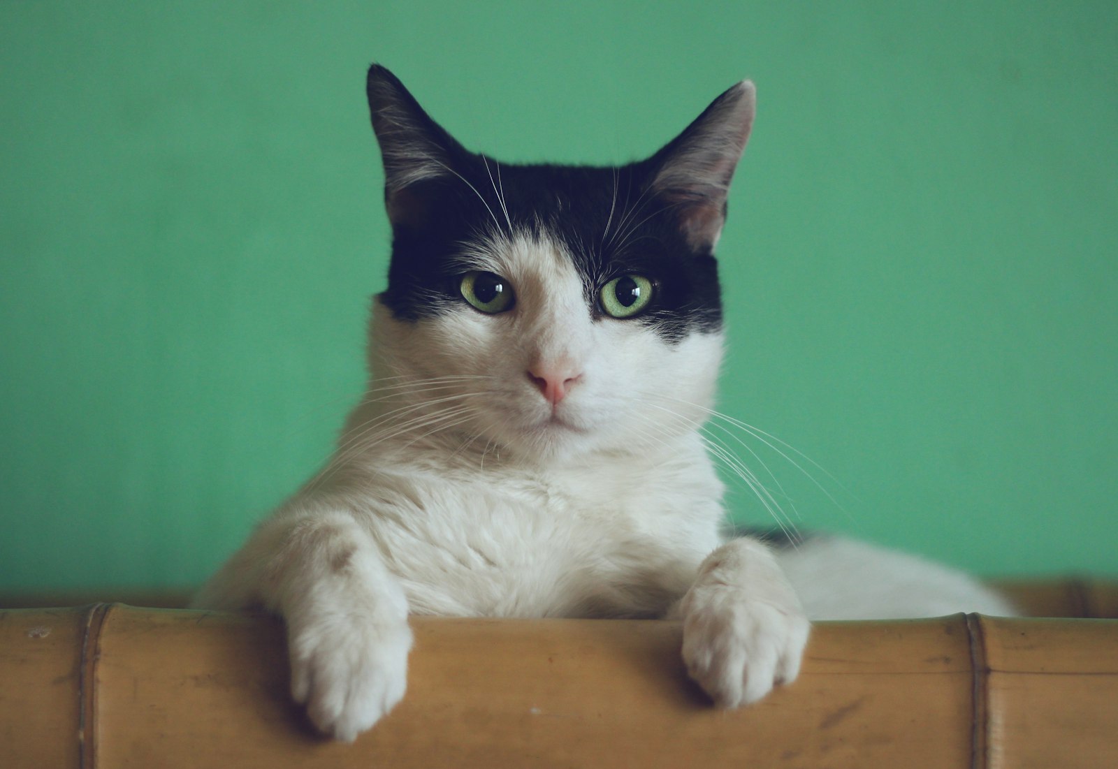 TrustedHousesitters: Pay the Year, Then Sit for Houseroom — Not a Wage